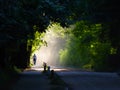 Dusty hiking road in the forest at dawn. Royalty Free Stock Photo