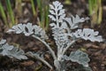 Dusty Miller Annual Plant in Flower Garden