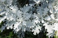 Dusty miller background Royalty Free Stock Photo