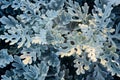 Dusty miller or Centaurea cineraria. Silver velvet foliage background. Closeup. Top view. Selective focus Royalty Free Stock Photo