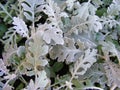 Dusty miller Cineraria maritima. Beautiful cineraria silverdust leaves background, Dusty Miller Plant. Royalty Free Stock Photo