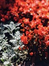 Dusty miller forms the border of a flower bed of sunny red perennials