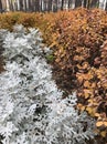 A patch of dusty miller with golden bushes