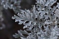 Dusty miller leaves. Royalty Free Stock Photo