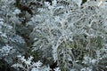 Dusty miller leaves. Royalty Free Stock Photo