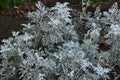 Dusty miller leaves. Royalty Free Stock Photo