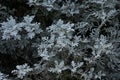 Dusty miller leaves. Royalty Free Stock Photo