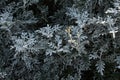 Dusty miller leaves. Royalty Free Stock Photo