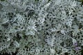 Dusty Miller, Natural Cineraria plant. Royalty Free Stock Photo