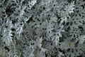 Dusty Miller, Natural floral Cineraria. Royalty Free Stock Photo