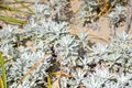 Dusty Miller Royalty Free Stock Photo