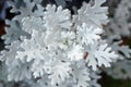 Dusty miller plant background. Cineraria texture. Silver dust in the garden. Selective focus Royalty Free Stock Photo