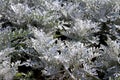 dusty miller plant Royalty Free Stock Photo