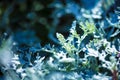 Dusty miller plant or Cineraria texture. Silver dust in the garden. Royalty Free Stock Photo