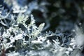 Dusty miller plant or Cineraria texture. Silver dust in the garden. Royalty Free Stock Photo