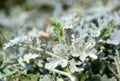 Dusty Miller plant closeup detail. white leaves and stems. soft blurred background