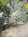 Dusty Miller Plant Royalty Free Stock Photo