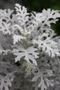 Dusty Miller Plant (Senecio cineraria) Royalty Free Stock Photo
