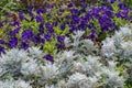 Dusty Miller and Purple Petunia Flowers Garden Royalty Free Stock Photo