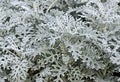 Dusty miller (Silver dust