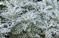 Dusty miller (Silver dust