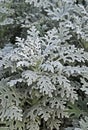 Dusty miller (Silver dust