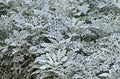 Dusty miller (Silver dust