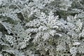 Dusty miller (Silver dust