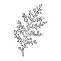 Dusty Miller, Silver Jacobaea maritima plant. Botanical Winterberry graphic. Hand painted outline illustration. Floral