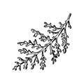 Dusty Miller, Silver Jacobaea maritima plant. Botanical Winterberry graphic. Hand painted outline illustration. Floral