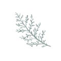 Dusty Miller, Silver Jacobaea maritima plant. Winter botanical leaves. Hand drawn watercolor illustration. Floral plant