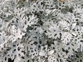 Dusty miller, silver ragwort, silver dust Jacobaea maritima. Royalty Free Stock Photo