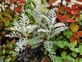 Dusty miller, silver ragwort, silver dust Jacobaea maritima. Royalty Free Stock Photo