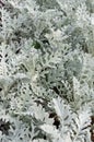 Dusty miller, Silver ragwort, Silver dust or Jacobaea maritima. Silver foliage background. Closeup Royalty Free Stock Photo