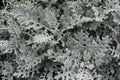 Dusty miller, Silver ragwort, Silver dust or Jacobaea maritima. Silver foliage background. Closeup. Top view Royalty Free Stock Photo