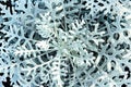 Dusty miller, Silver ragwort, Silver dust or Jacobaea maritima. Silver foliage background. Closeup. Top view Royalty Free Stock Photo