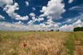 A dusty path between grain fields in spring under white clouds. Red poppy in grass. Royalty Free Stock Photo