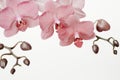 Dusty pink orchid branche on white background with copy space