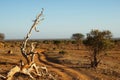 Dusty piste in the early morning sun in the savanna of Tsavo East Kenia