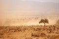 Dusty plains during a drought Royalty Free Stock Photo