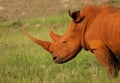 Dusty Rhino at sunset Royalty Free Stock Photo