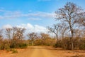 Dusty road into the bush veld. Royalty Free Stock Photo