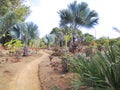 Dusty safari road in Madagascar Royalty Free Stock Photo