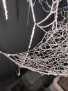 Dusty spider web Royalty Free Stock Photo