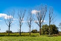 Dutch agricultural land landscape with five bare trees surrounded by green grass Royalty Free Stock Photo