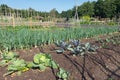 Dutch allotment garden with coal, unions, leek and shed