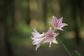 Dutch Amaryllis.