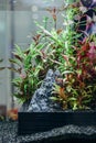 Dutch aquarium with living plants