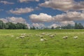 Dutch ascended green polder landscape between Ter Aar and Alphen aan den Rijn Royalty Free Stock Photo