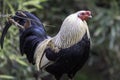 Dutch Bantam pullet